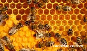 5 công dụng tuyệt vời của mật ong