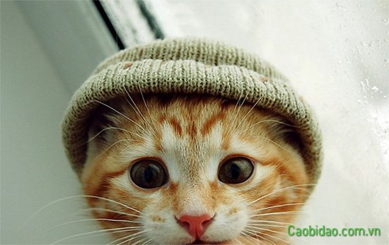 Mèo đội nón ấm trú đông